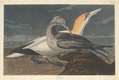 Jan-van-gent door Robert Havell after John James Audubon