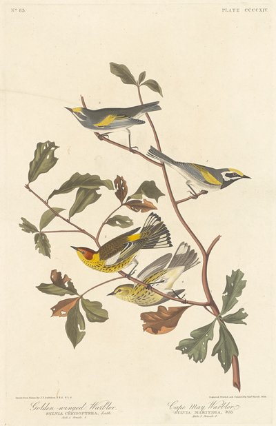Goudvleugelzanger en Kaap May-zanger door Robert Havell after John James Audubon