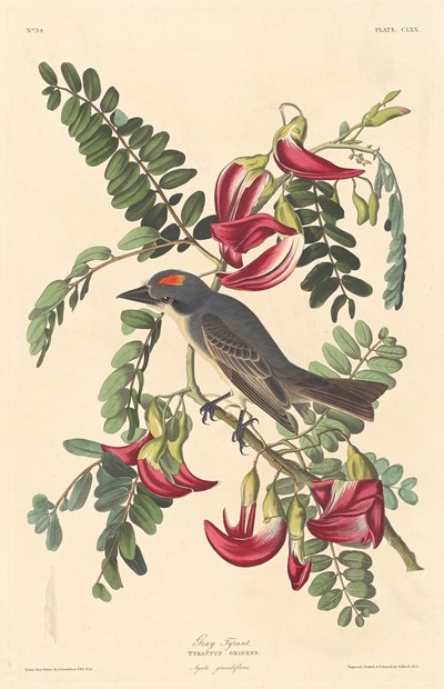Grijze tiran door Robert Havell after John James Audubon
