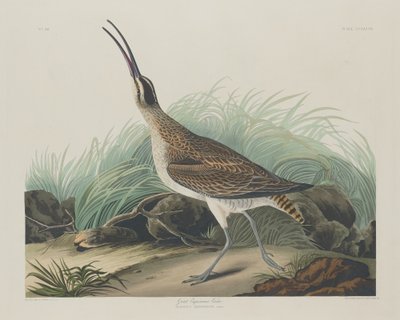 Grote Eskimowulp door Robert Havell after John James Audubon