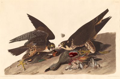 Grote Voetvalk door Robert Havell after John James Audubon