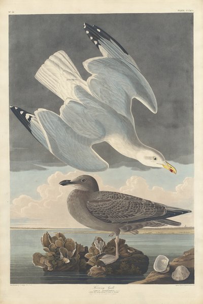 Zilvermeeuw door Robert Havell after John James Audubon