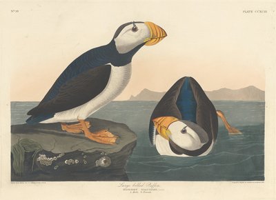 Grootbek papegaaiduiker door Robert Havell after John James Audubon