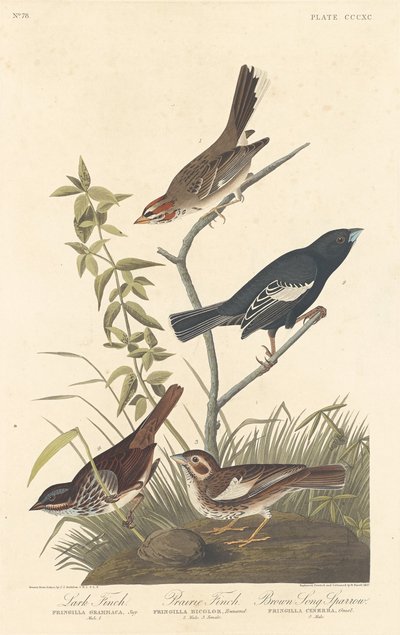 Veldleeuwerik, Prairievink en Bruine Zangmus door Robert Havell after John James Audubon