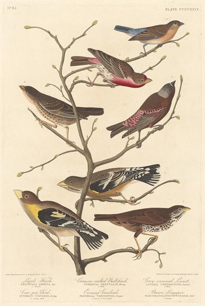 Lazuli vink door Robert Havell after John James Audubon