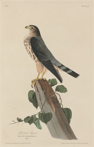 De kleine korporaal door Robert Havell after John James Audubon