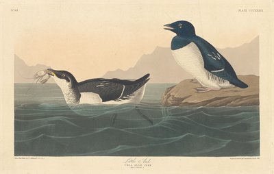 Kleine Alk door Robert Havell after John James Audubon