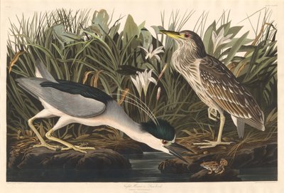 Nachtreiger of Qua-vogel door Robert Havell after John James Audubon