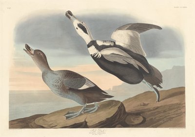 Bonte Eend door Robert Havell after John James Audubon