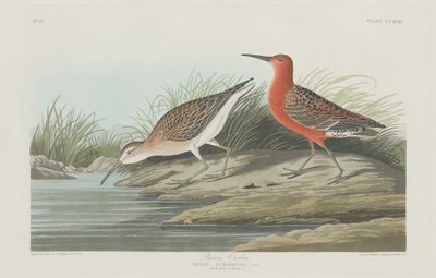 Dwergkievit door Robert Havell after John James Audubon