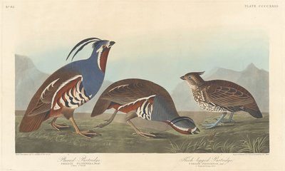 Gevederde patrijs en dikpootpatrijs door Robert Havell after John James Audubon