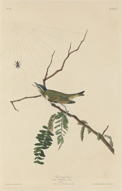 Roodoogvireo door Robert Havell after John James Audubon