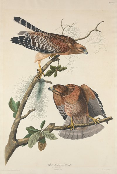 Roodschouderbuizerd door Robert Havell after John James Audubon