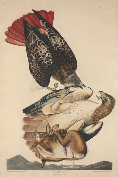 Roodstaartbuizerd door Robert Havell after John James Audubon