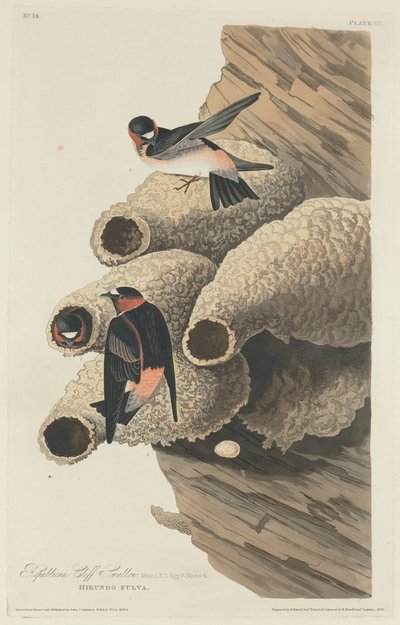 Republikeinse Klifzwaluw door Robert Havell after John James Audubon