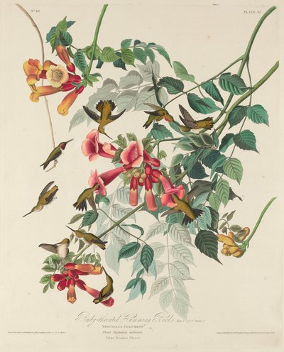 Robijnkeelkolibrie door Robert Havell after John James Audubon