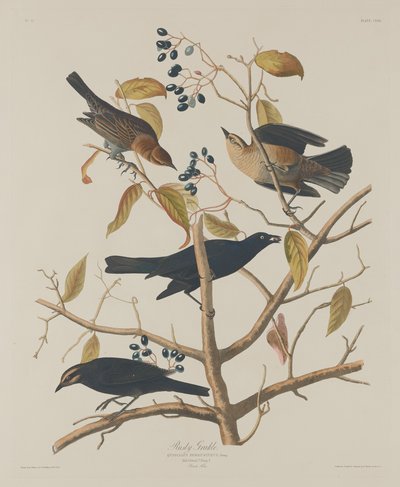 Roestige Grakle door Robert Havell after John James Audubon
