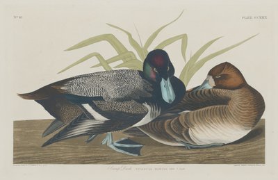 Tafeleend door Robert Havell after John James Audubon
