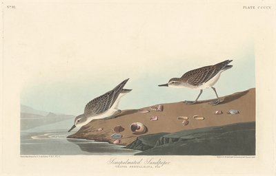 Halfpalmstrandloper door Robert Havell after John James Audubon