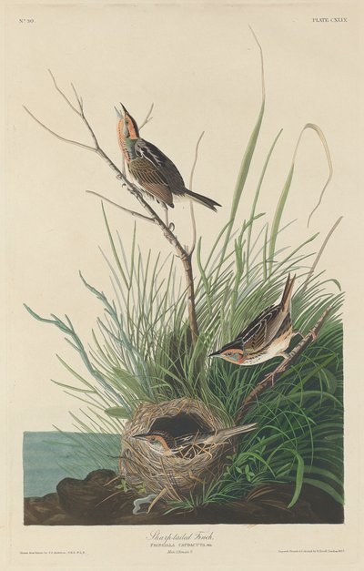 Scherpstaartrietzanger door Robert Havell after John James Audubon