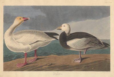 Sneeuwgans door Robert Havell after John James Audubon
