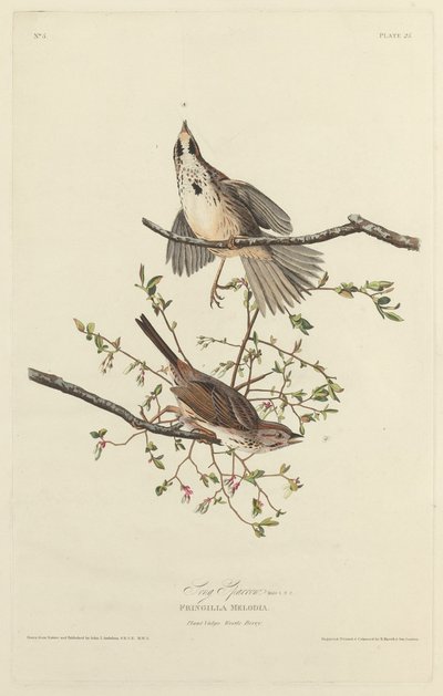 Zangmus door Robert Havell after John James Audubon