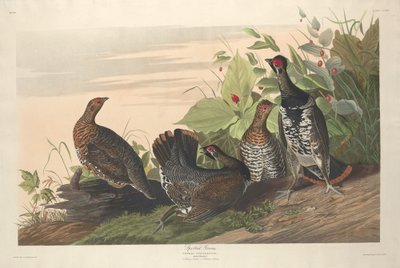 Gevlekte korhoen door Robert Havell after John James Audubon
