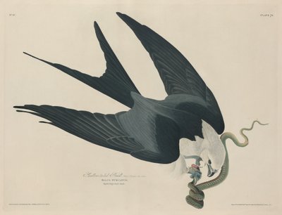 Zwaluwstaartwouw door Robert Havell after John James Audubon