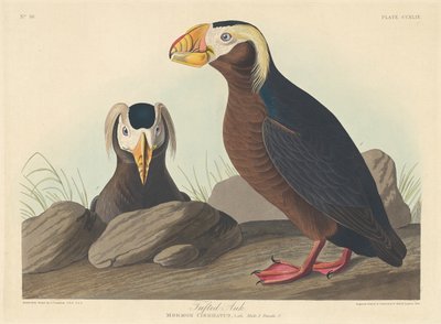 Kuifalk door Robert Havell after John James Audubon