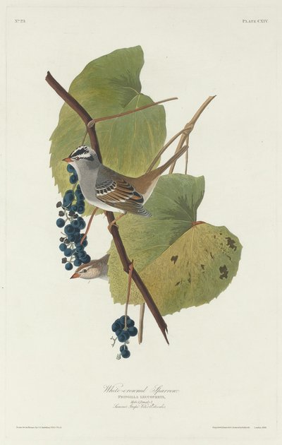 Witkruinsparrow door Robert Havell after John James Audubon