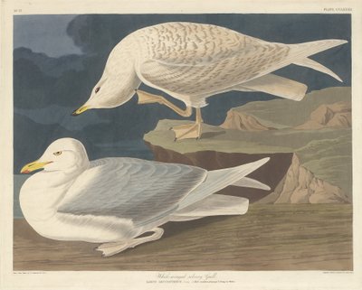 Witvleugelige zilvermeeuw door Robert Havell after John James Audubon