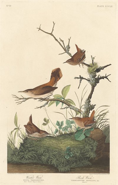 Winterkoning en rotswinterkoning door Robert Havell after John James Audubon