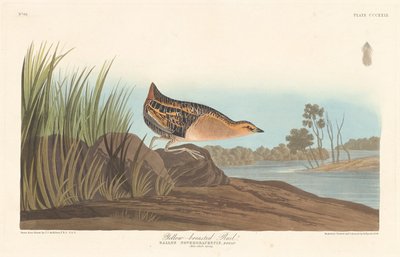 Geelborstige Ral door Robert Havell after John James Audubon