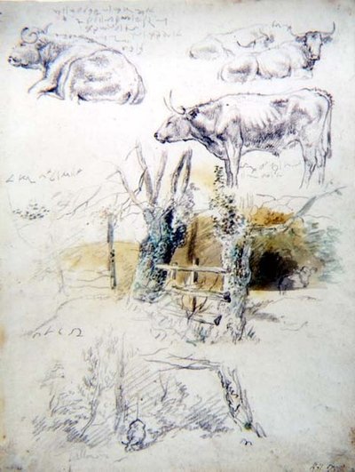 Studies van vee door Robert Hills