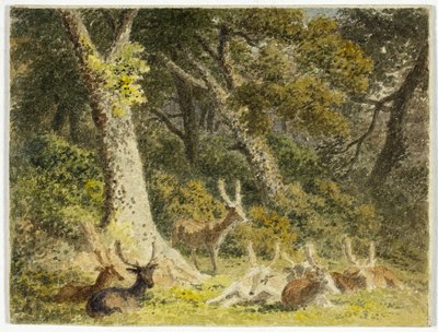 Deer Herd Resting door Robert Hills