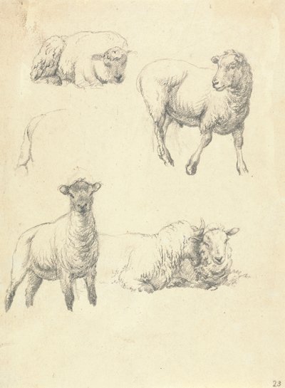 Schapen door Robert Hills