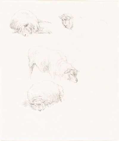 Studies van Schapen door Robert Hills