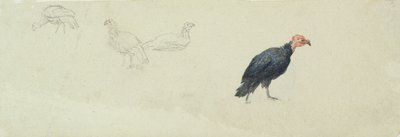 Studies van een kalkoen door Robert Hills