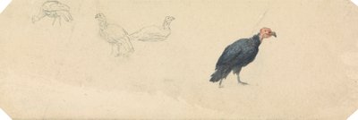 Studies van een kalkoen door Robert Hills