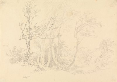 Studie van een hulstboom door Robert Hills