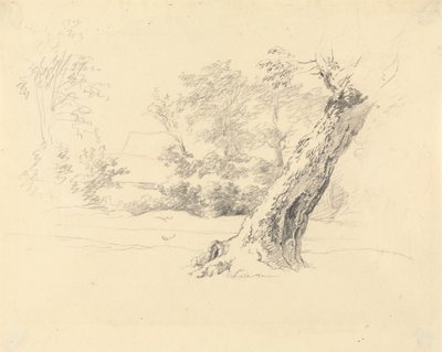 Boomstudie door Robert Hills