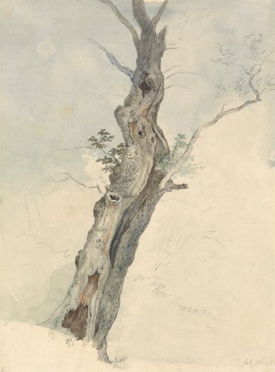 Boomstudie door Robert Hills