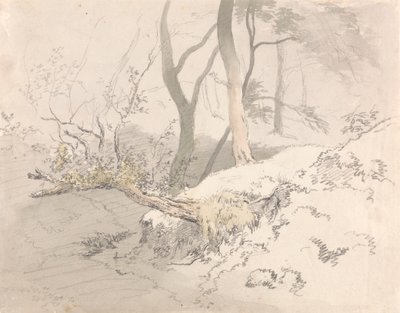 Schaduw in het bos door Robert Hills