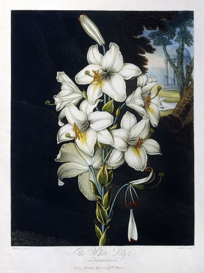 De Witte Lelie door Robert John (after) Thornton