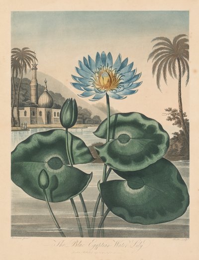 De tempel van Flora, of de tuin van de natuur: Blauwe Egyptische waterlelie door Robert John Thornton