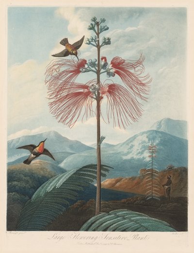 De tempel van Flora, of tuin van de natuur: Grote bloeiende gevoelige plant door Robert John Thornton