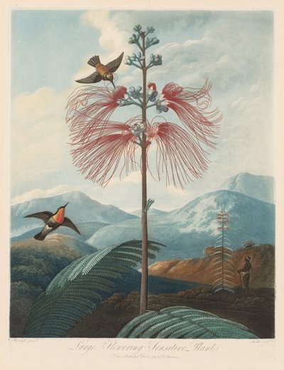 De tempel van Flora, of de tuin van de natuur: Grote bloeiende gevoelige plant, 1799-1807 door Robert John Thornton