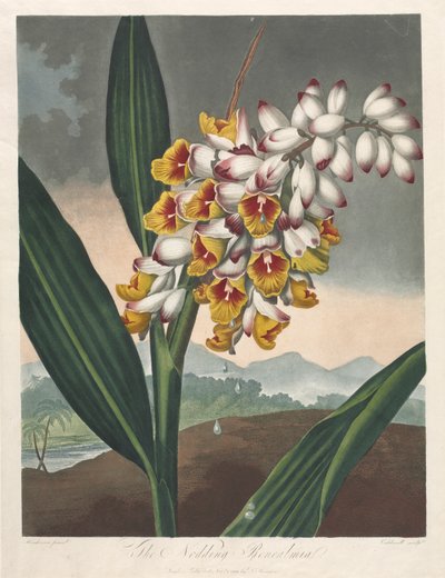 De Tempel van Flora, of Tuin van de Natuur: De Knikkende Renealmia door Robert John Thornton