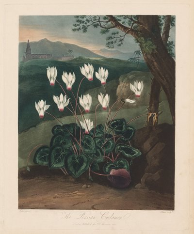 De Tempel van Flora, of de Tuin van de Natuur: De Perzische Cyclamen, 1799-1807 door Robert John Thornton