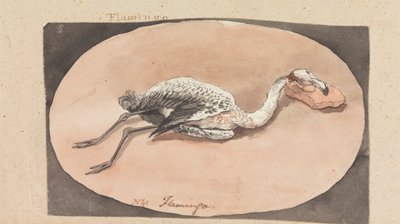 Flamingo door Robert Mabon
